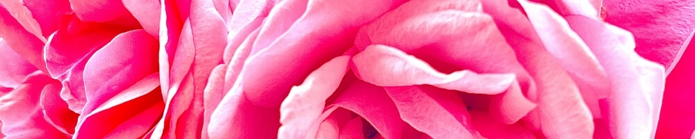 ピンクの花の背景写真